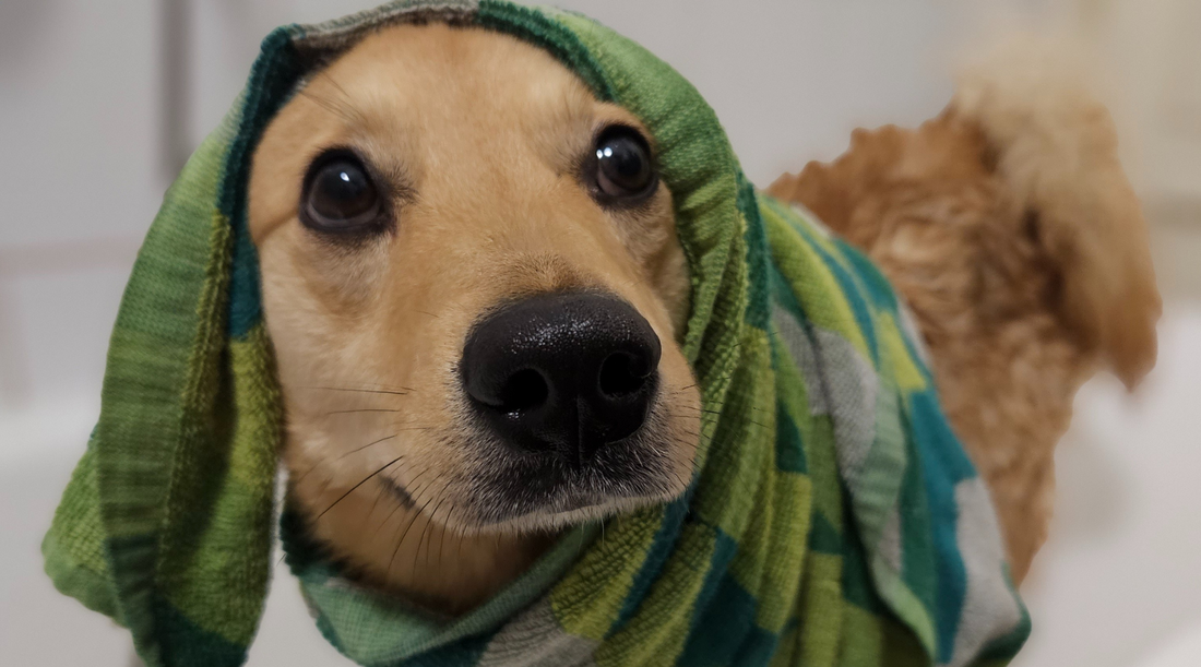 Suņa kopšana — 5 labākie padomi kā pareizi mazgāt suni