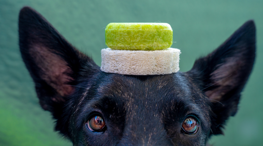 Top 5 iemesli, kāpēc izvēlēties cieto suņu šampūnu.