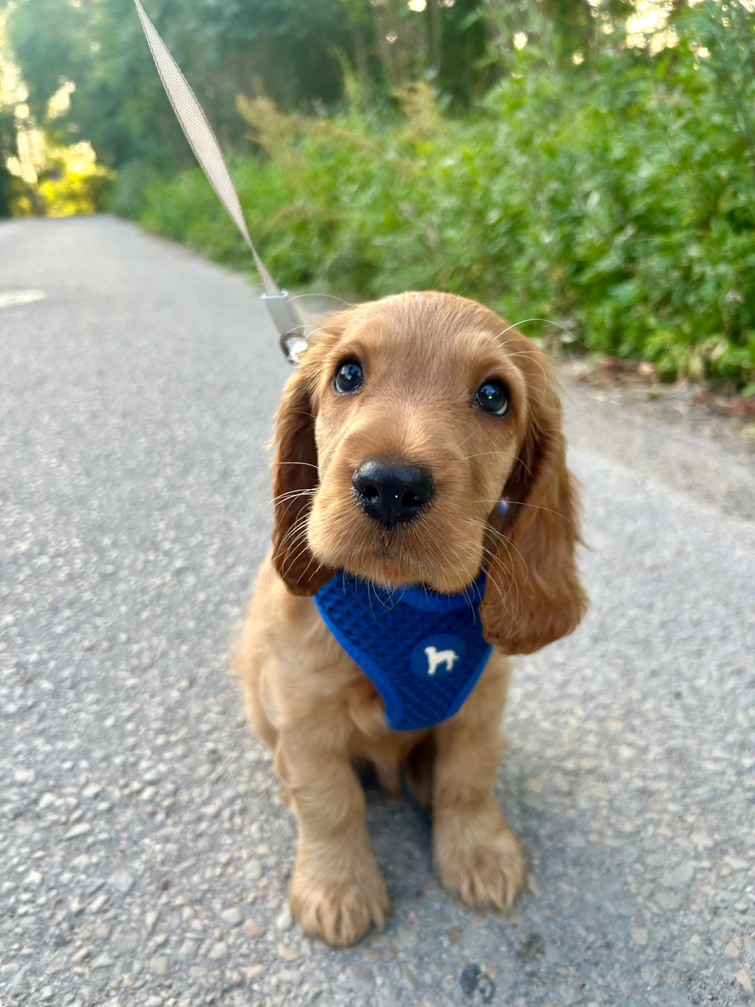 Sargā suni no saules: 7 gudri veidi, kā izvairīties no pārkaršanas.