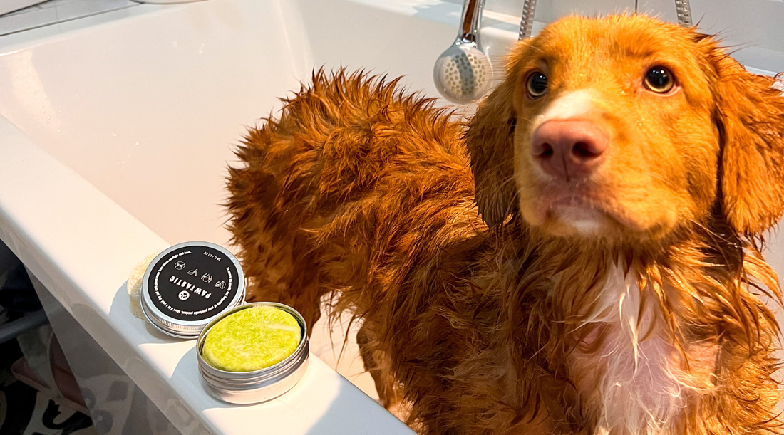 Mastering DIY Dog Grooming: A Complete Guide for Pet Owners