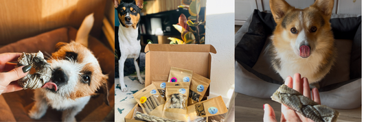 Zivju kārumi suņiem: ieguvumi un veselība | Raksts sadarbībā ar Vet. Martu Felu.