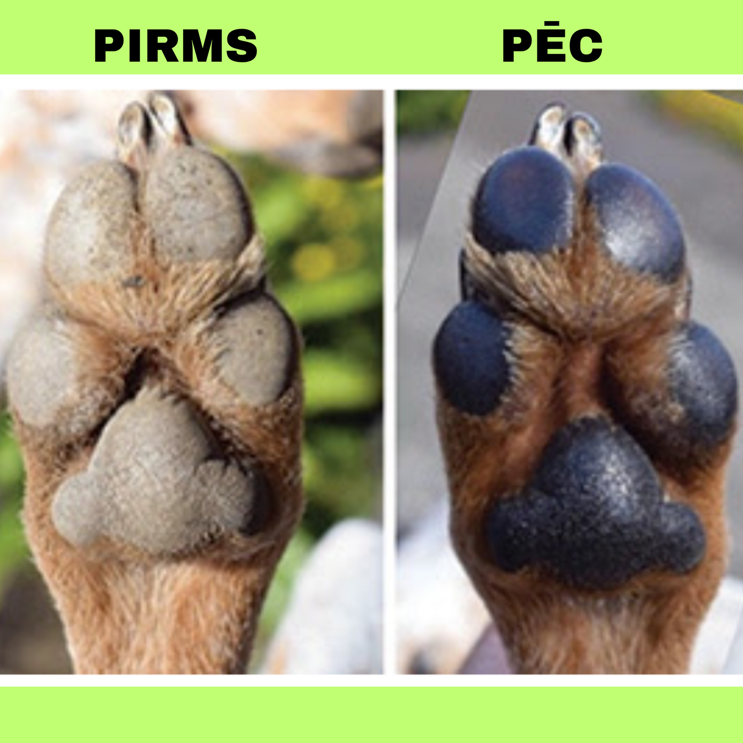 Suņa ķepu kopšanas līdzeklis - ķepu balzams