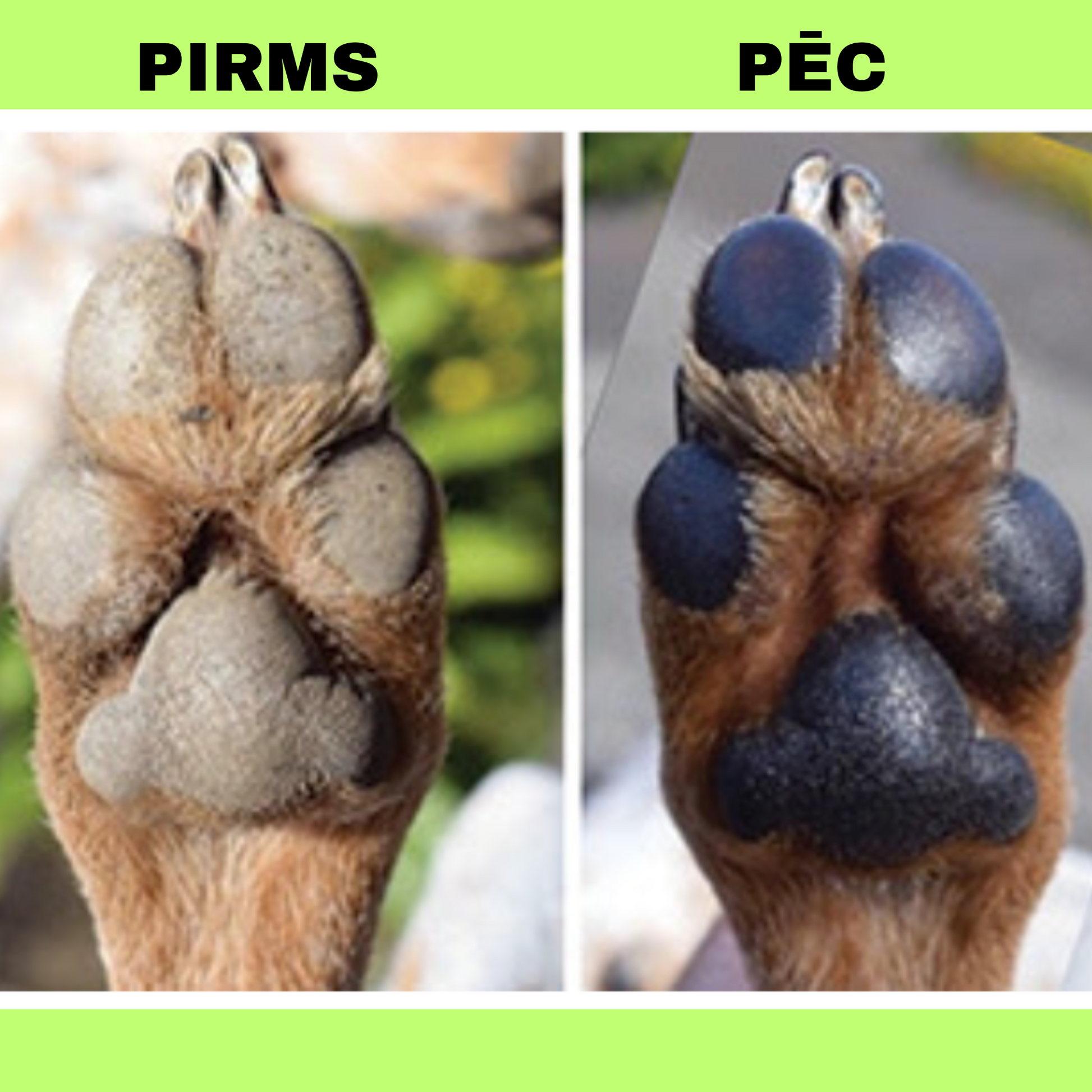 Suņa ķepu kopšanas līdzeklis - ķepu balzams