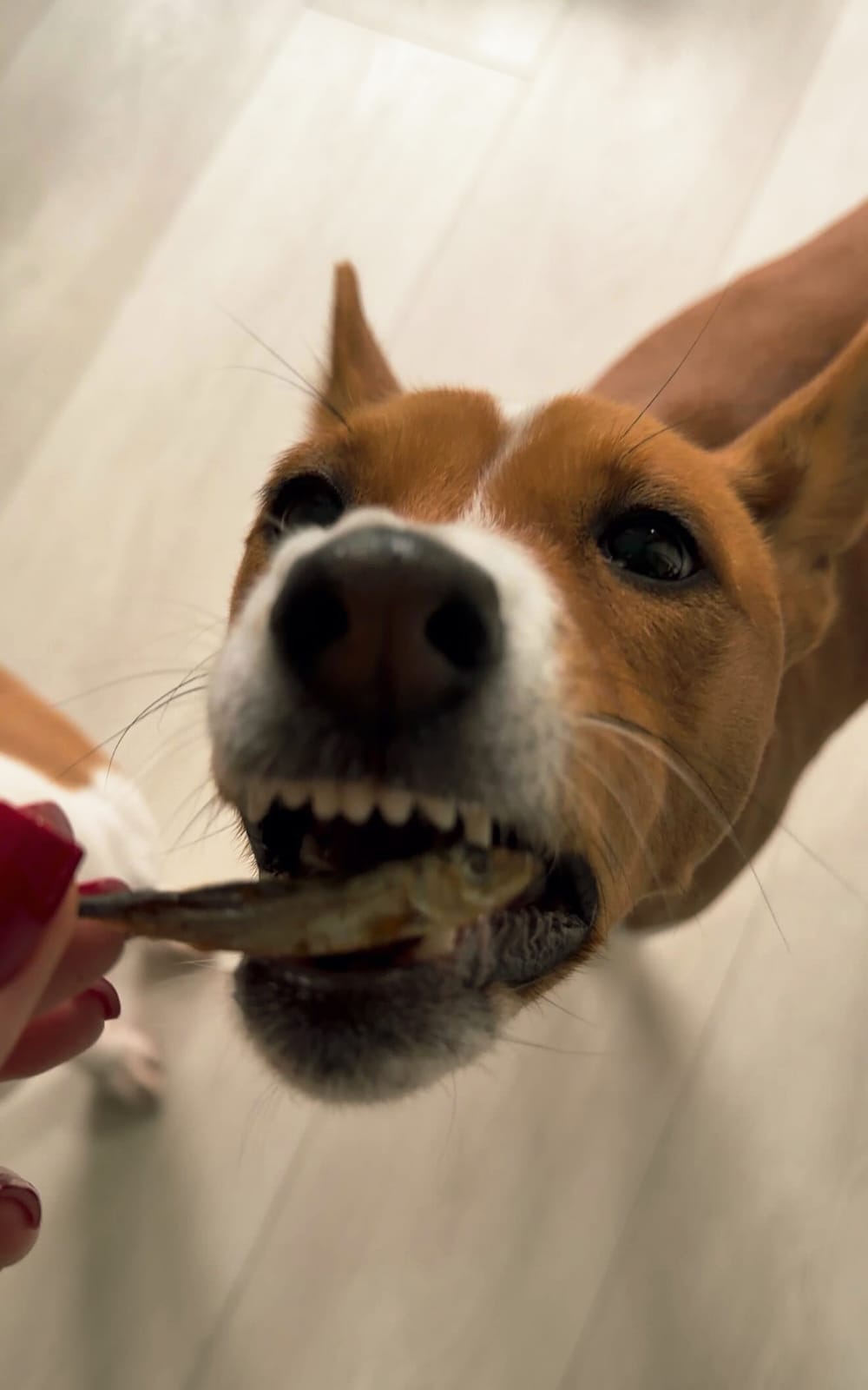 Gardumi suņiem un kaķiem - kaltētas brētliņas, 30g