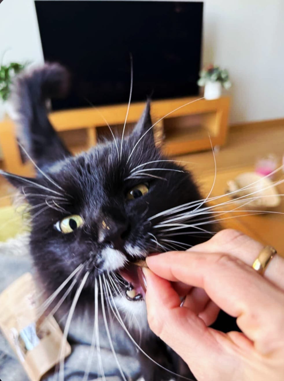 Gardumi suņiem un kaķiem - zivju cepumi mini, 50g