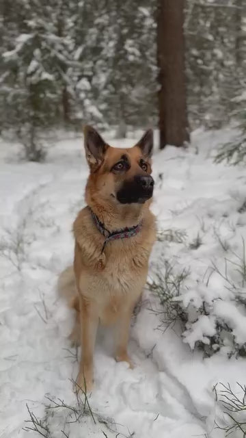 Gardumi suņiem - Jūras asara gardumi, 100g